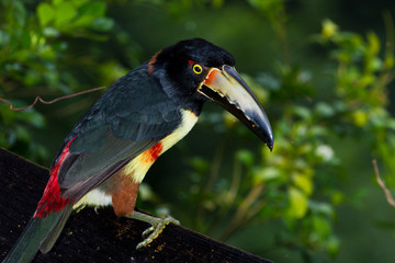 Aracari, Toucan