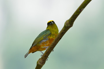 Olive backed euphonia
