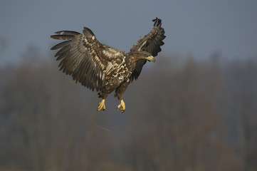 Obraz premium pygargue à queue blanche