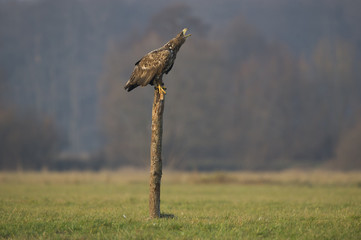 pygargue à queue blanche