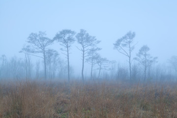 coniferous forest on swamp in fog