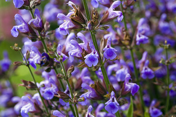 plant (macro) - the plant photographed by a close up with violet flowers