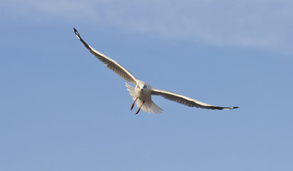 Seagulls are flying