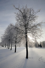 trees in snow - the trees covered with snow. winter season
