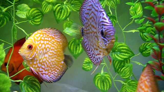 Aquarium with Discus