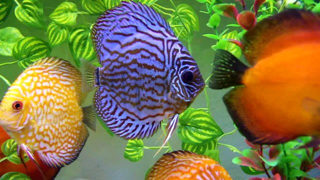 Aquarium with Discus