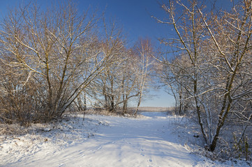 winter forest - the trees growing in the wood in a winter season