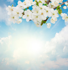 Fototapeta na wymiar Kwitnąca kwiaty śliwy na tle nieba