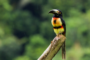 Aracari, Toucan