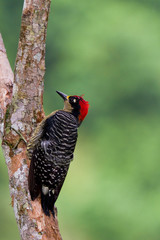 Black - cheeked Woodpecker