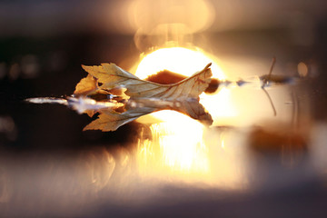 yellow leaves in a puddle