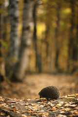 Hedgehog in the autumn forest