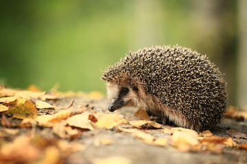 Hedgehog in the autumn forest © kichigin19