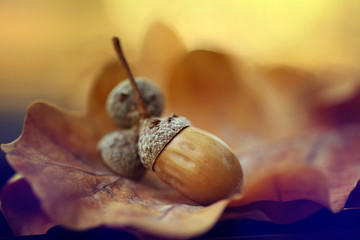 autumn leaves oak acorns