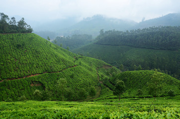 Beautiful fresh green tea plantations in Munnar highland,Kerala,