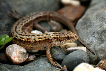 Lizard on the rocks unusual