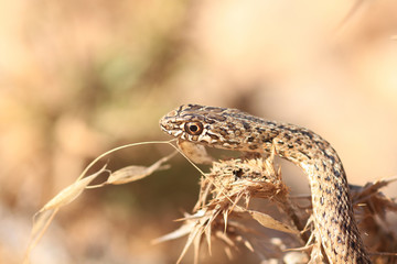 Close up of snke