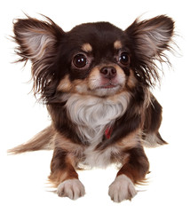 Dog Small Breed. Photography Studio On A White Background.