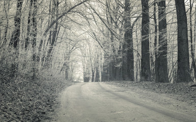 Forest road with first frost in December.