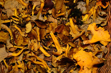 vielel pilze im herbst