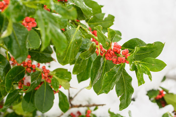 Box-tree with red berries