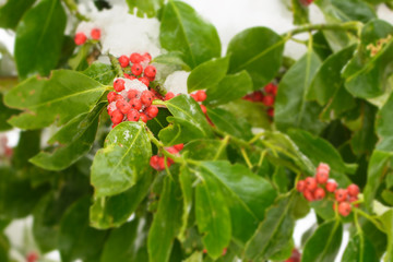 Box-tree with red berries