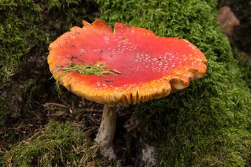 Red mushroom and moss