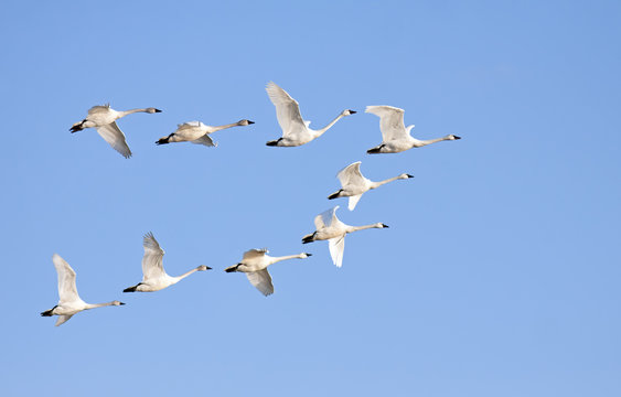 Tundra Swans In Flight