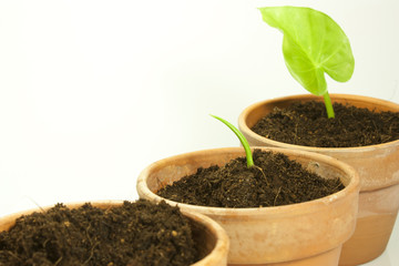 sow plants