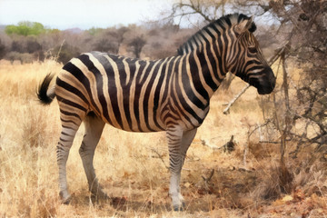 Fototapeta na wymiar Painting of Heathy and proud Zebra