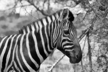 Fototapeta na wymiar Zebra Head Side Profile Painting Balck and White