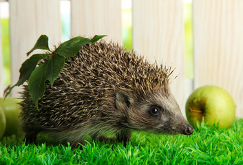 Hedgehog with leaf and apples, on grass,  on fence background