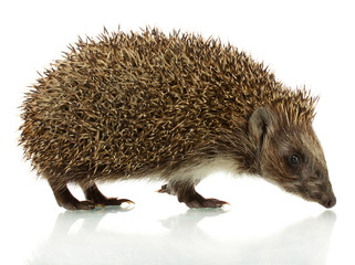 Hedgehog, isolated on white