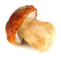 Fresh mushroom isolated on white