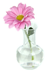 Flower in test-tube isolated on white