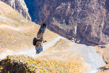 Flying condor over Colca canyon,Peru,South America.