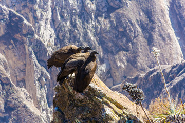Three Condors at Colca canyon  sitting,Peru,South America.