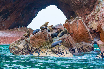 South American Sea lions relaxing on rocks of Ballestas - obrazy, fototapety, plakaty