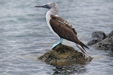 Bluefooted booby