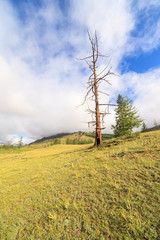 Fototapeta na wymiar dried up tree in foothills in solar weather.
