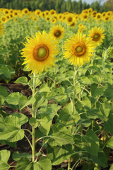 Obraz premium sunflower in the field