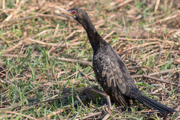 Phalacrocorax africanus