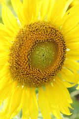 Obraz premium close up of sunflower plant