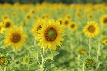 Fototapeta premium sunflower in the field