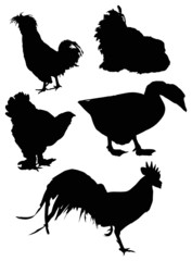 group of five farm bird silhouettes