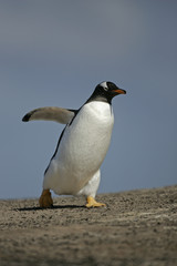 Gentoo penguin, Pygoscelis papua