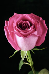 Fototapeta premium Rose on black