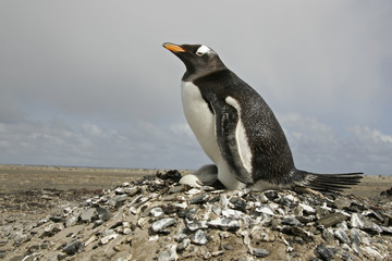 Fototapeta premium Gentoo penguin, Pygoscelis papua
