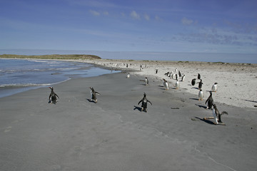 Gentoo penguin, Pygoscelis papua
