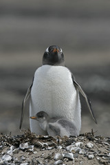 Obraz premium Gentoo penguin, Pygoscelis papua